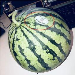 莱阳网红吃瓜,揭秘网络红人的幕后真相