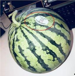 吃西湖瓜的网红,西湖瓜的美味诱惑，一瓜难求的夏日风情