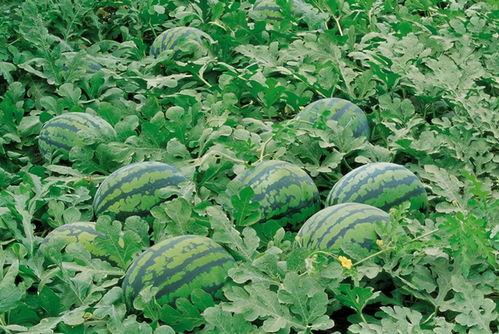 湘潭网红吃瓜群微信号