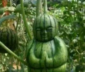 凉山吃瓜网红事件真相,揭秘背后真相与反思