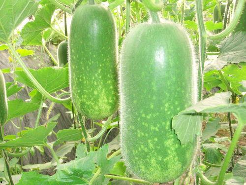 网红韩格婧吃瓜图片大全,盘点那些爆笑的瓜皮时刻