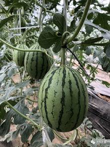 在景区吃瓜的网红有哪些