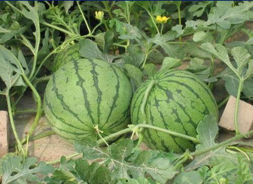 富县网红吃瓜事件,揭秘网络舆论的风暴与真相