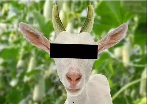 网红羊吃瓜,揭秘网络红人的趣味生活