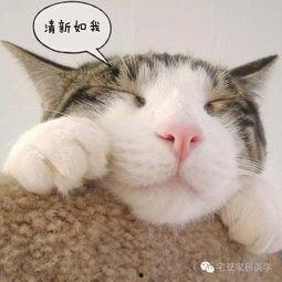 一起作业网头像吃瓜猫,一起作业网上的神秘萌物