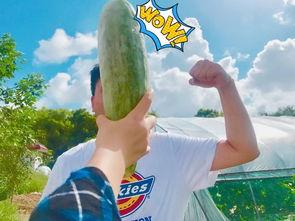 带你吃瓜网红歌