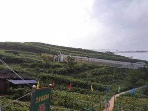 陇南文县网红吃瓜事件,一场网络狂欢背后的真相与反思